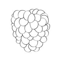 Black and white raspberries are neatly arranged on a plain white surface vector