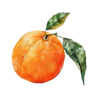 Watercolor orange isolated on transparent background png