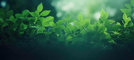 Blurred abstract spring background with green leaves photo