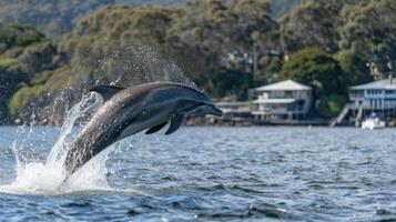 Bottlenose dolphin jumping in Sea photo