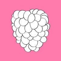 Black and white raspberry, fresh and juicy, sits atop a soft pink background. The vibrant raspberry fruit contrasts beautifully with the delicate pink hue, creating a visually striking image vector