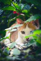 Orange white cat sitting near plants photo