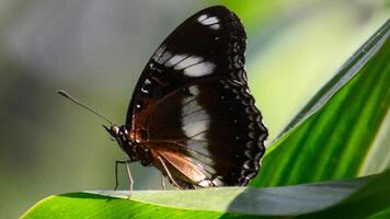 View of black butterfly on leaf photo