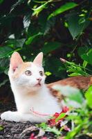 Orange white cat sitting near plants photo