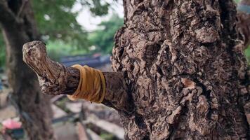 Macro photos of tree bark that looks old are usually used as the background textured