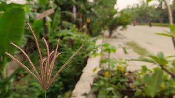 the weeds grow wild and have started to dry up photo