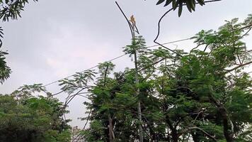 hermosa ver de árbol ramas decorado con un limpiar azul cielo foto