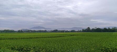 View of green rice fields with a road flanked by rice fields and surrounded by hills photo