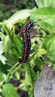 Black caterpillar eating on a leaf photo