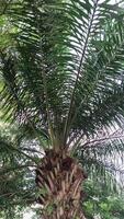 Oil palm plants which are used as shade trees in urban areas are decorated with blue skies photo