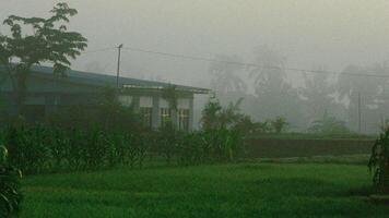 arroz campos en el Mañana cubierto en niebla foto