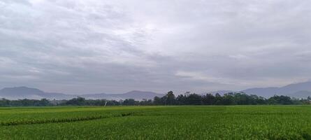 View of green rice fields with a road flanked by rice fields and surrounded by hills photo