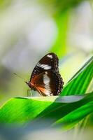 View of black butterfly on leaf photo