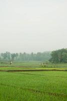 Rice fields in the morning covered in fog photo