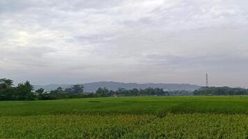 View of green rice fields with a road flanked by rice fields and surrounded by hills photo