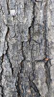 Macro photos of tree bark that looks old are usually used as the background textured