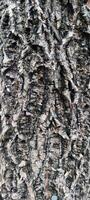 Macro photos of tree bark that looks old are usually used as the background textured