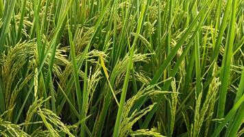 Portrait of a rice plant that is starting to turn yellow and the grain is coming out photo