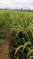 Portrait of a rice plant that is starting to turn yellow and the grain is coming out photo