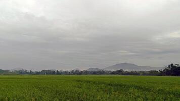 View of green rice fields with a road flanked by rice fields and surrounded by hills photo