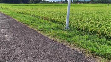 ver de verde arroz campos con un la carretera flanqueado por arroz campos y rodeado por colinas foto