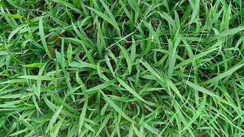 Portrait of green grass, in a garden that grows beautifully and freshly photo