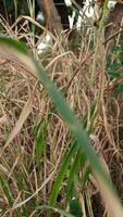 the weeds grow wild and have started to dry up photo