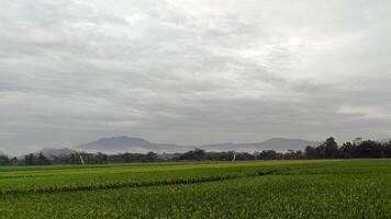 View of green rice fields with a road flanked by rice fields and surrounded by hills photo