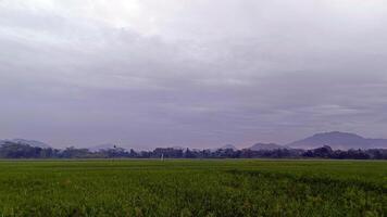 View of green rice fields with a road flanked by rice fields and surrounded by hills photo