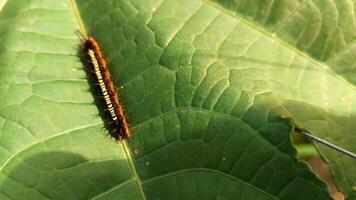 A caterpillar on a green leaf. photo