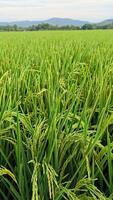 retrato de un arroz planta ese es comenzando a giro amarillo y el grano es viniendo fuera foto