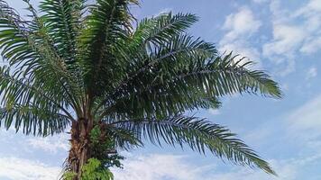 Oil palm plants which are used as shade trees in urban areas are decorated with blue skies photo