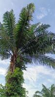 Oil palm plants which are used as shade trees in urban areas are decorated with blue skies photo