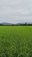 View of green rice fields with a road flanked by rice fields and surrounded by hills photo