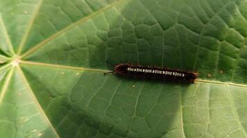 A caterpillar on a green leaf. photo