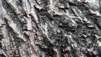 Macro photos of tree bark that looks old are usually used as the background textured