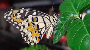 retrato de un mariposa encaramado en un hoja a noche foto