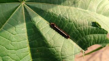 A caterpillar on a green leaf. photo