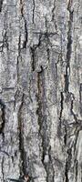 Macro photos of tree bark that looks old are usually used as the background textured