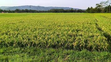 View of green rice fields with a road flanked by rice fields and surrounded by hills photo