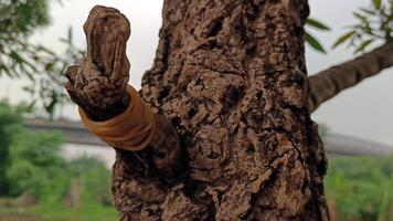 macro fotos de árbol ladrar ese mira antiguo son por lo general usado como el antecedentes texturizado