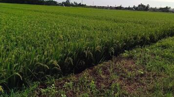 View of green rice fields with a road flanked by rice fields and surrounded by hills photo