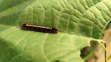 A caterpillar on a green leaf. photo