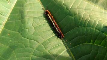 A caterpillar on a green leaf. photo