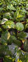 Ivory betel plant in the garden photo