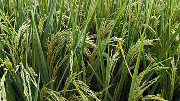 Portrait of a rice plant that is starting to turn yellow and the grain is coming out photo