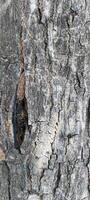 Macro photos of tree bark that looks old are usually used as the background textured