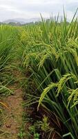 retrato de un arroz planta ese es comenzando a giro amarillo y el grano es viniendo fuera foto