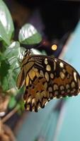 portrait of a butterfly perched on a leaf at night photo