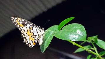 portrait of a butterfly perched on a leaf at night photo